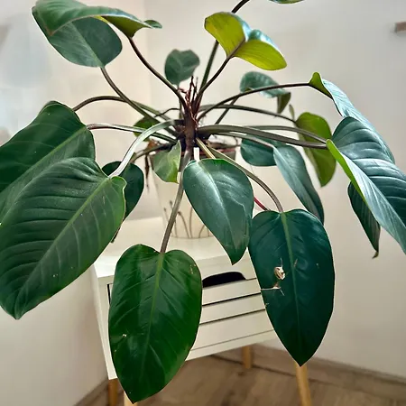 Garden House Apartment