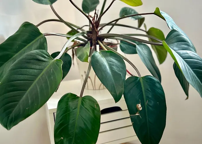 Garden House Appartement